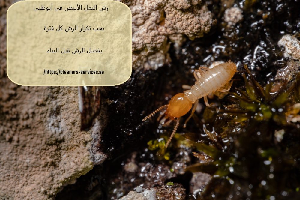 رش النمل الأبيض في أبوظبي