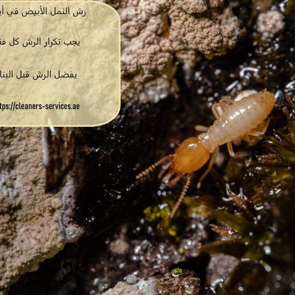 رش النمل الأبيض في أبوظبي