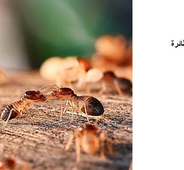 شركة مكافحة الحشرات في بني ياس