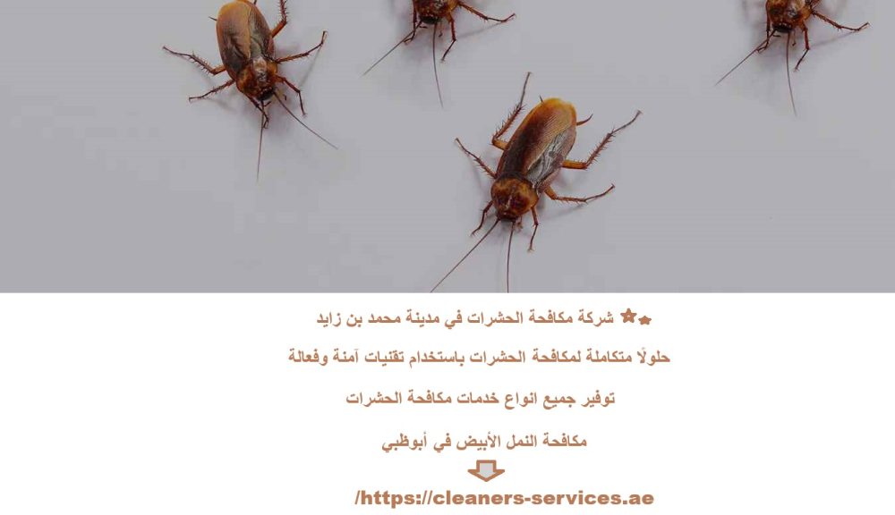 شركة مكافحة الحشرات في مدينة محمد بن زايد