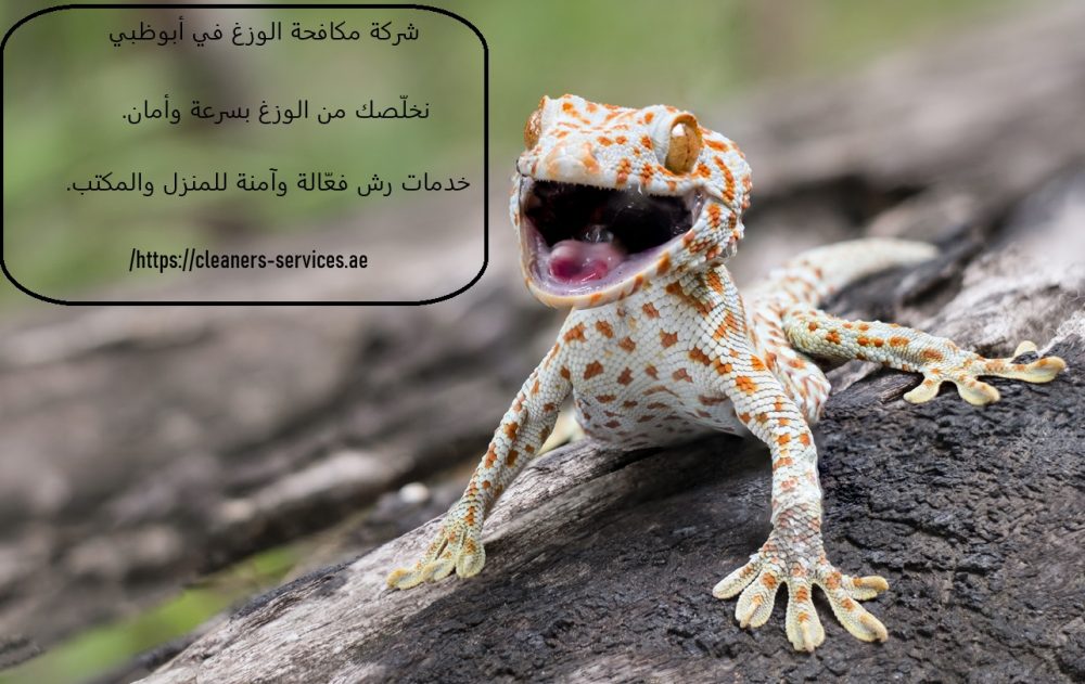 شركة مكافحة الوزغ في أبوظبي