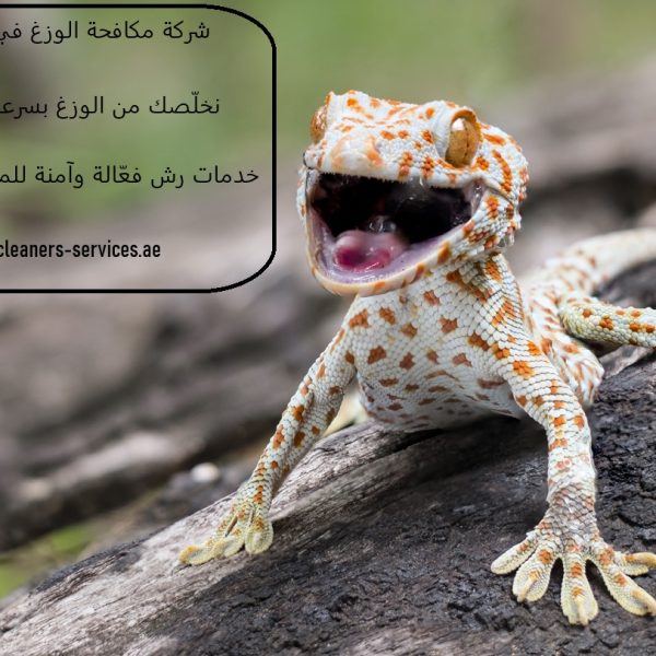 شركة مكافحة الوزغ في أبوظبي
